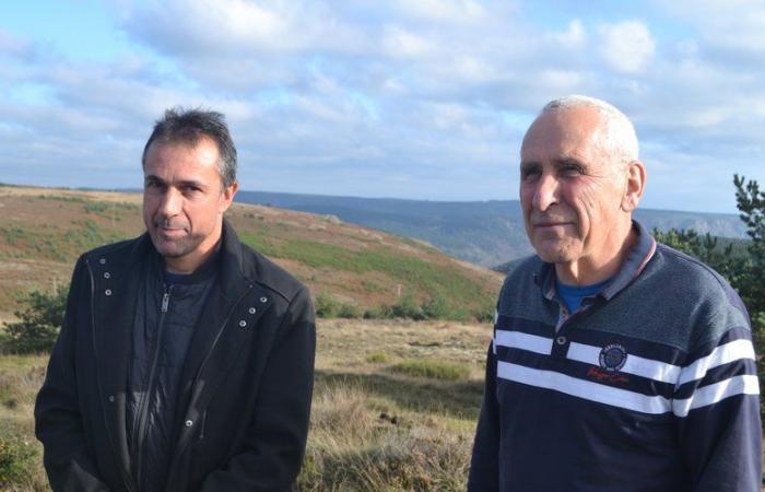 Las ovejas podrán pastar en el mayor parque fotovoltaico de Occitania que se construirá en Lozère