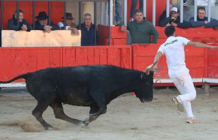 Gallargues-le-Montueux: El biou del lema “azul y oro” se codea con los ángeles