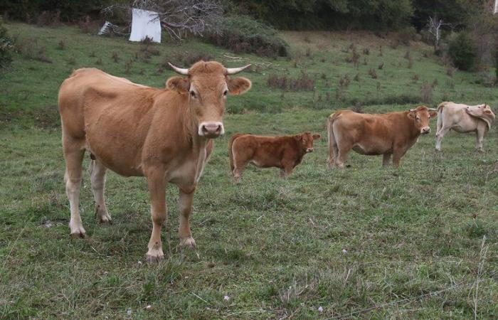 Vacas, ovejas, patos: los preocupados ganaderos del Lot han puesto a su ganado bajo estrecha vigilancia