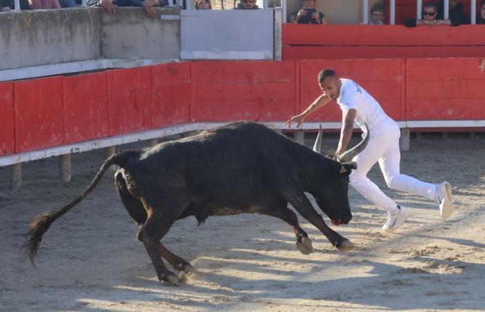 Gallargues-le-Montueux: El biou del lema “azul y oro” se codea con los ángeles