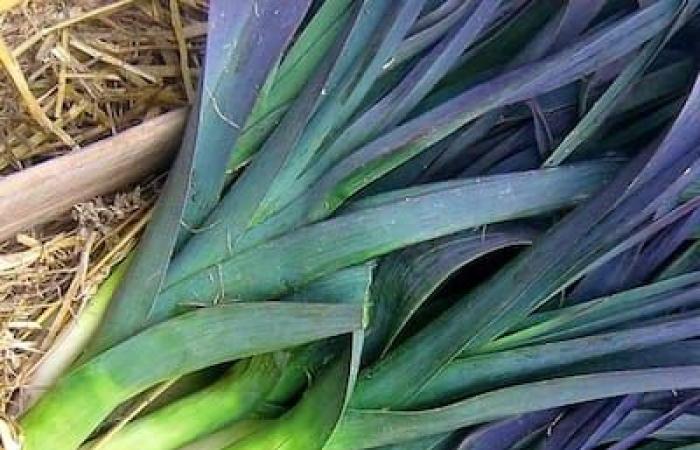 Verduras de aquí, todo el año