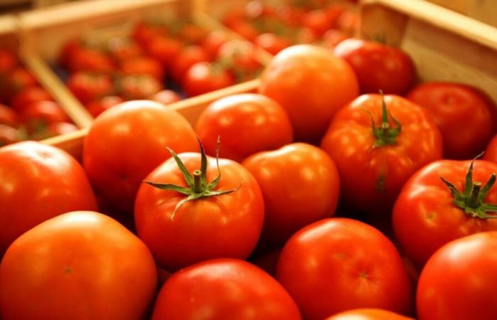 Comercio: los precios del tomate vuelven a la normalidad