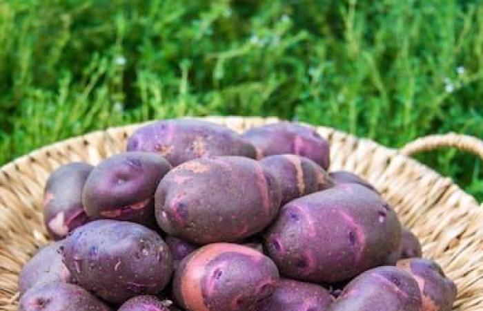 Verduras de aquí, todo el año