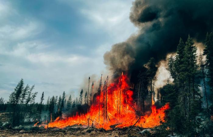 Planeta azul, ideas verdes | El robot que bloquea el fuego