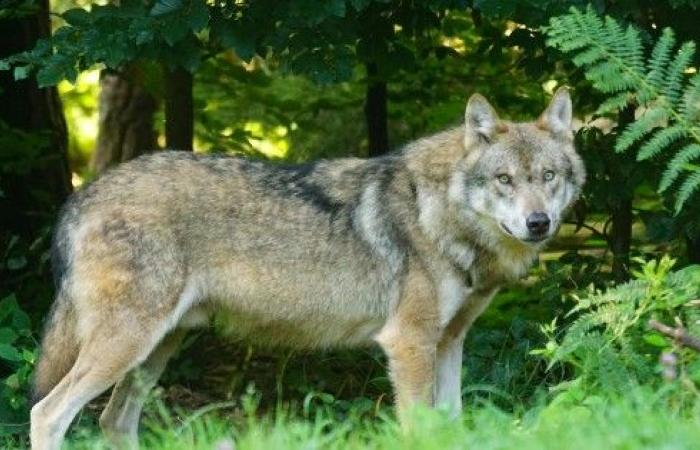 Lobo, ¿estás ahí? ¡Un lobo en Gironda!