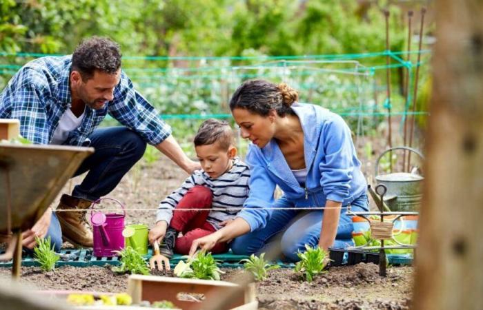 Llega la Navidad antes de tiempo para todos los jardineros con este producto LIDL a precio de ganga