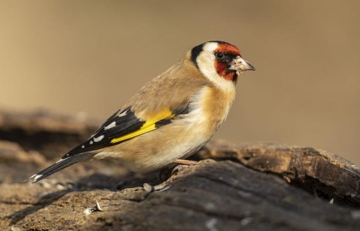 Atrapó aves protegidas con pegamento, el cazador furtivo cayó en la red de la policía ambiental