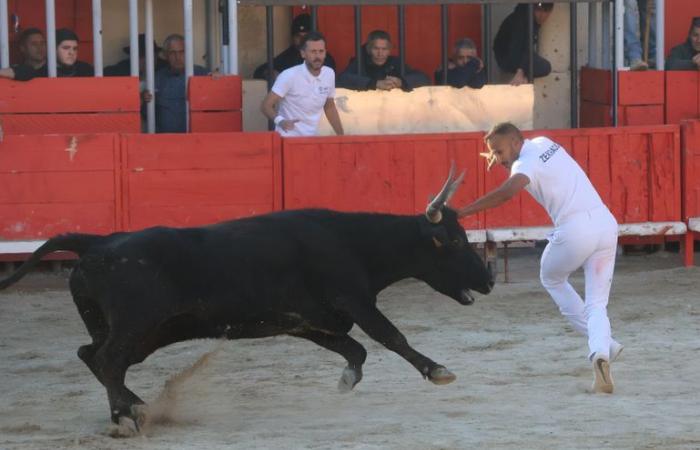 Gallargues-le-Montueux: El biou del lema “azul y oro” se codea con los ángeles