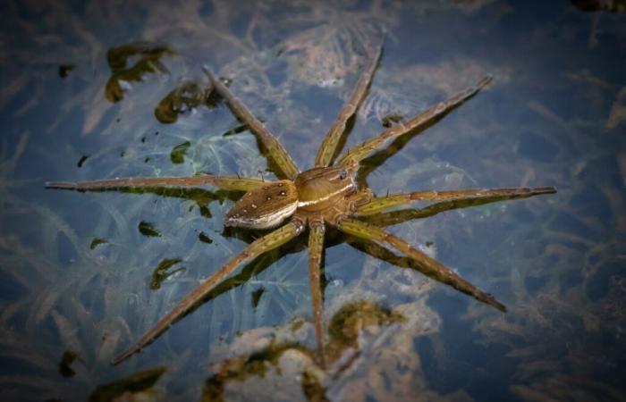 ¿Qué es esta araña gigante, criada en un zoológico, que prospera en el Reino Unido?