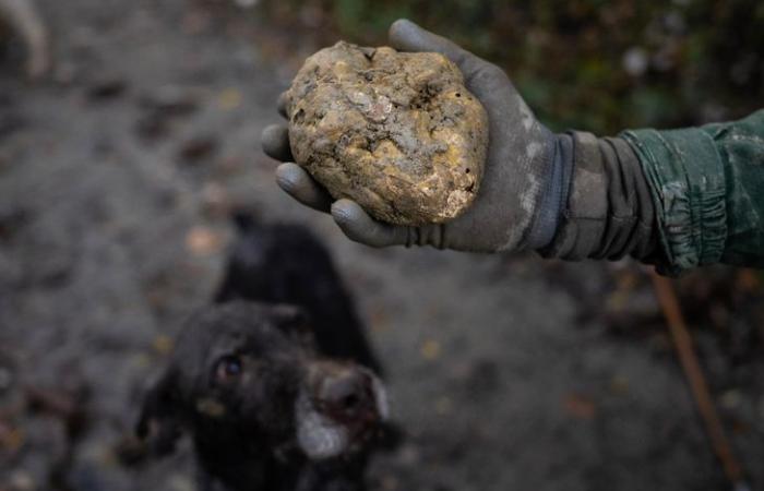 La trufa blanca, el oro de Italia amenazado por los embates del clima