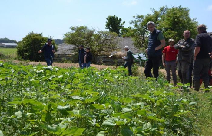 las ventajas de las cubiertas vegetales cortas