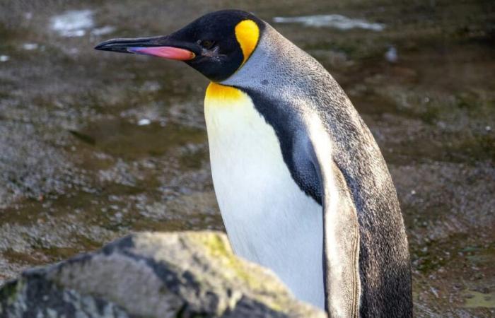 Un pingüino emperador avistado en Australia, a 3.500 kilómetros de la Antártida