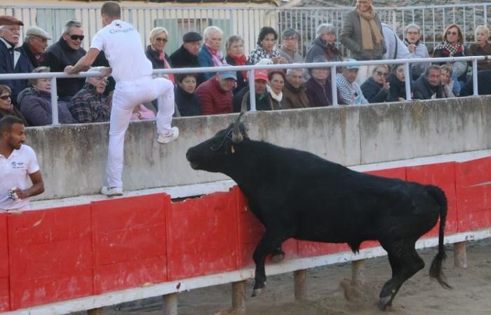 Gallargues-le-Montueux: El biou del lema “azul y oro” se codea con los ángeles