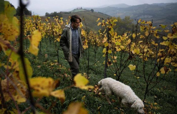 La trufa blanca, el oro de Italia amenazado por los embates del clima