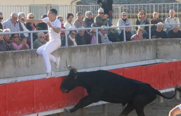 Gallargues-le-Montueux: El biou del lema “azul y oro” se codea con los ángeles