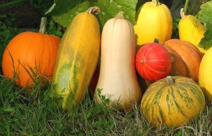 Verduras de aquí, todo el año