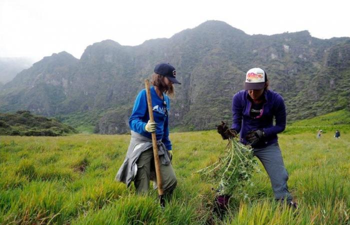 Se buscan voluntarios para un viaje de servicio de mochilero al cráter Haleakalā en Maui: Kauai Now