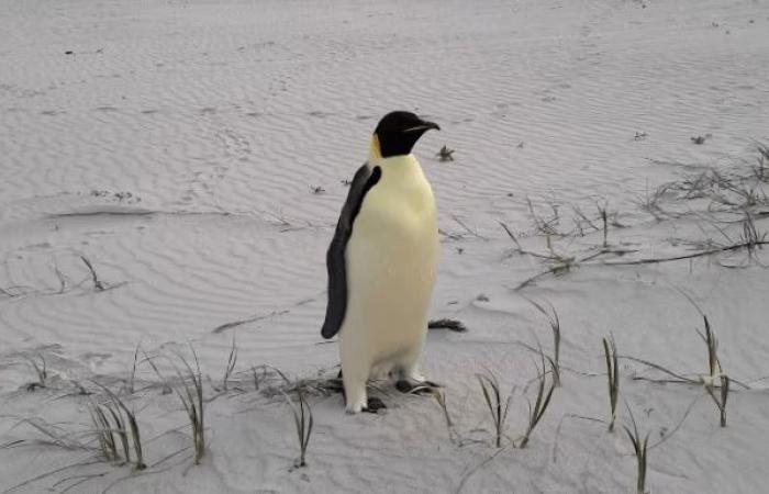 Sigue la corriente: el pingüino emperador Gus se pierde en Australia, a 3.400 km de distancia