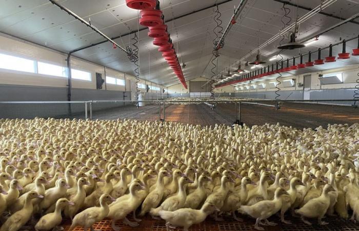 “¡Tenemos miedo!” Los ganaderos se ven obligados a confinar sus aves ante el resurgimiento de la gripe aviar