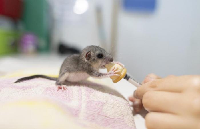 La ternura del día: el lirón bebe el biberón y se anima en el centro de conservación de la naturaleza de Charente