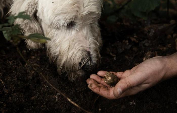 La trufa blanca, el oro de Italia amenazado por los embates del clima