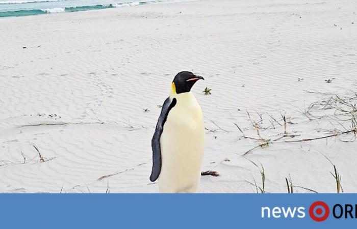 A 3.400 kilómetros de casa: Australia se pregunta por el pingüino perdido