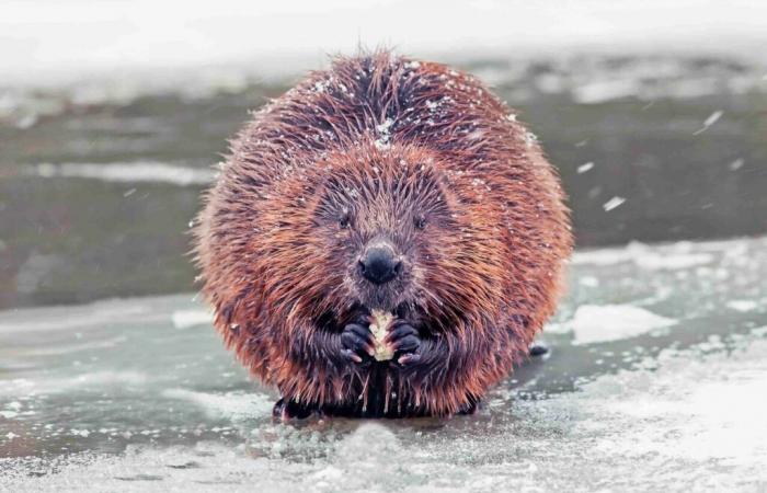 Es casi la luna llena de Beaver: ¿a qué se debe este apodo tan original?