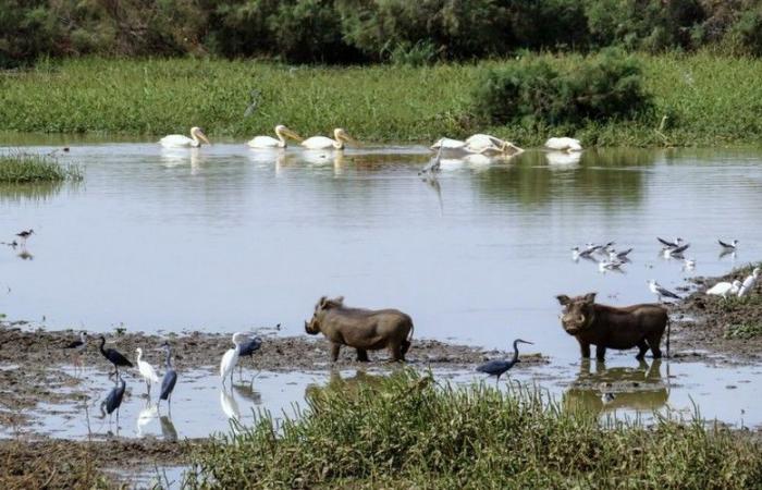 Desarrollo sostenible: equipamiento valorado en 40 millones de FCFA ofrecido a cooperativas de mujeres en la reserva de la biosfera del delta del río Senegal – VivAfrik