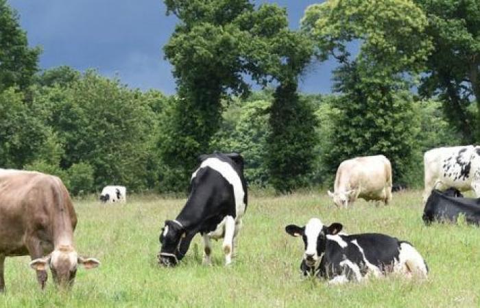 Formas de reducir las emisiones de gases de efecto invernadero procedentes de la ganadería en Francia