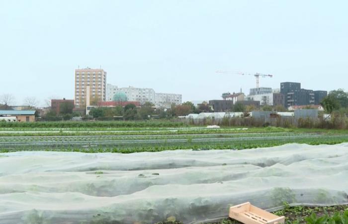 VIDEO. Uno de los últimos horticultores de Plaine Saint-Denis cuenta su pasado agrícola cerca de París