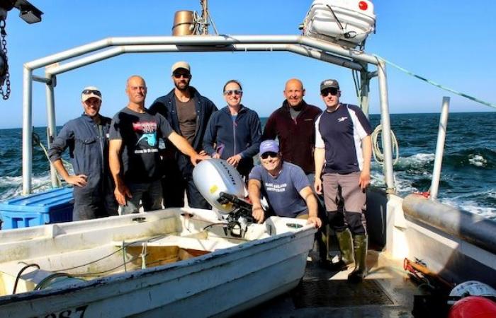 Continúa la investigación sobre los grandes tiburones blancos en el Golfo