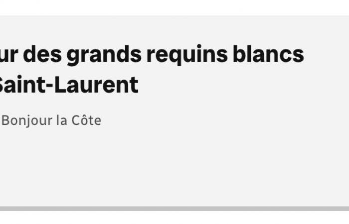 Continúa la investigación sobre los grandes tiburones blancos en el Golfo – Portail des Îles de la Madeleine