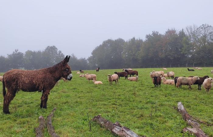 El burro Chemillé: un activo protector contra los ataques de lobos y zorros