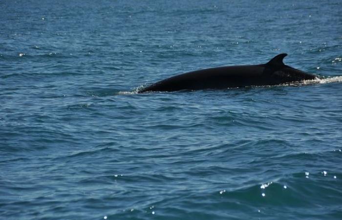 El cadáver de una ballena encontrado en una playa del Canal de la Mancha