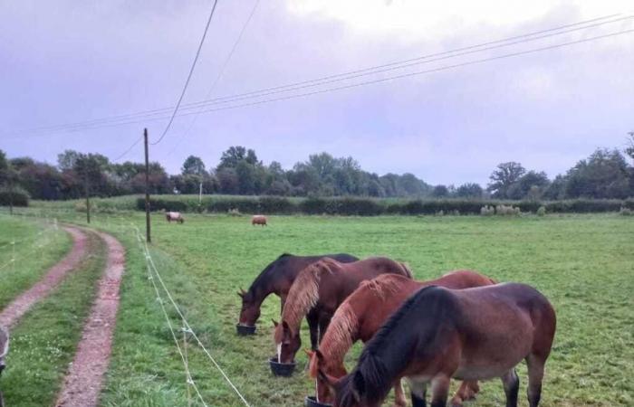 acusado de criador de caballos, el ex prefecto de Orne reacciona