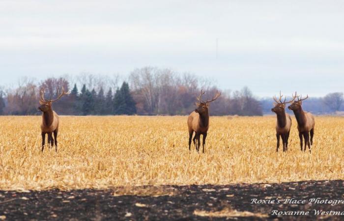 Fotógrafo captura un raro avistamiento de alces cerca de Fargo – InForum