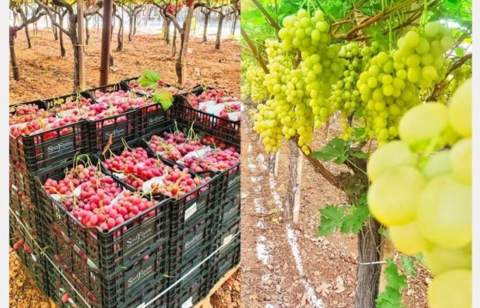 Precios “sin precedentes” para las uvas italianas