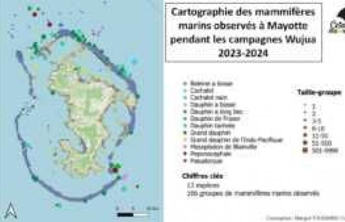 Ceta’Miércoles de noviembre: una mirada retrospectiva a un evento dedicado a la preservación de los cetáceos en Mayotte