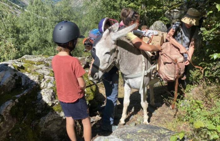 Altos Alpes. Los arrieros de Francia se reunieron en Buëch este fin de semana