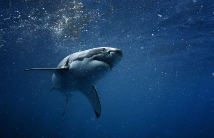 ¡Los investigadores han encontrado la solución para proteger a los surfistas de los ataques de tiburones!