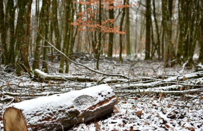 ¿Temperaturas bajando, nieve el domingo?