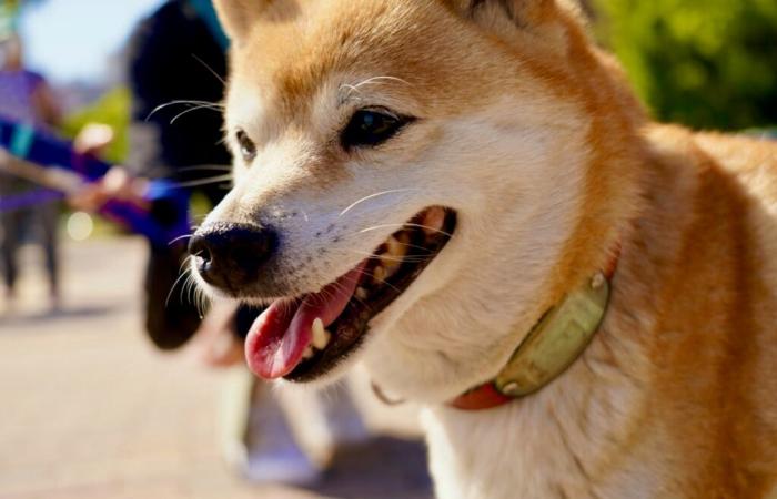 ¿Qué está pasando con el rival de Dogecoin, Shiba Inu (SHIB)?