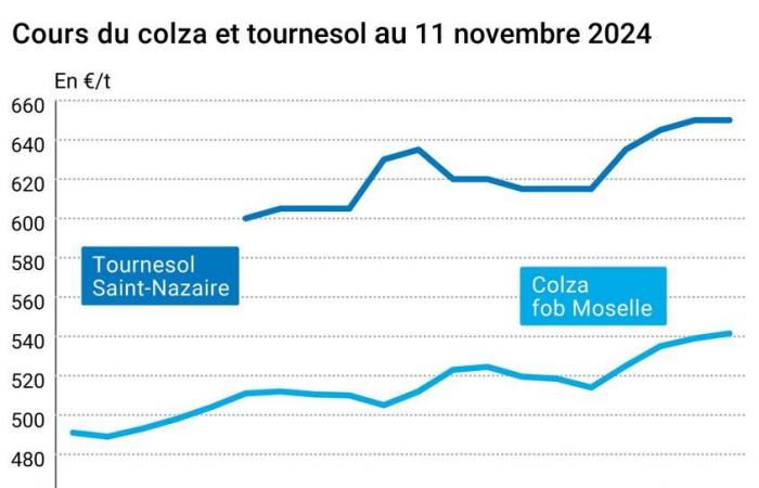 COTidienne | Semillas oleaginosas: el aumento de los precios de la palma y otros aceites vegetales sigue apoyando los precios de la colza en Europa