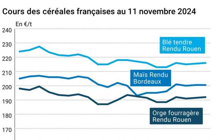 COTidienne | Cereales: caída bastante pronunciada de los precios del trigo en el mercado de futuros de Chicago