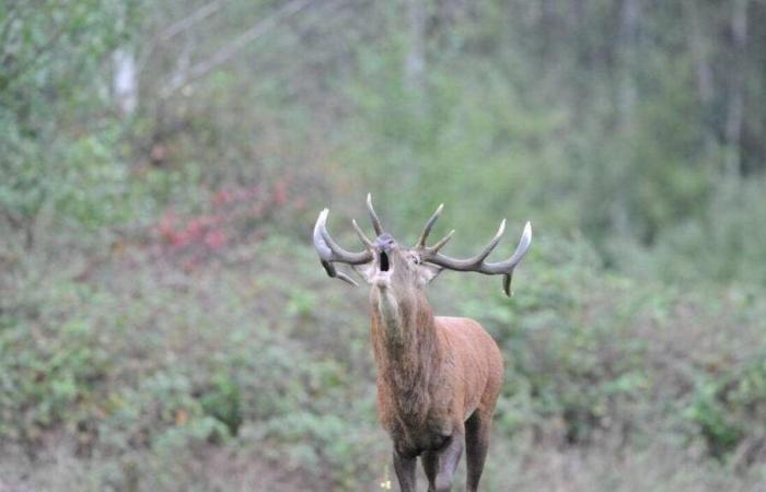 Supuestamente mataron a un ciervo fuera de la temporada de caza en Orne: apelan dos cazadores