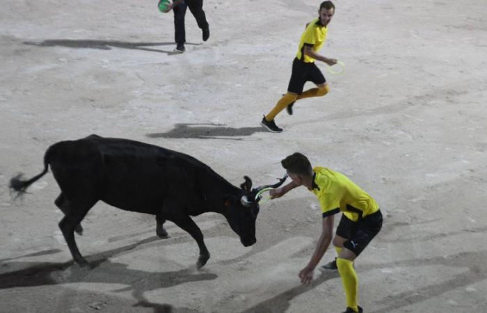 “Intervilles sin vacas, es un partido de fútbol sin balón”: el regreso del espectáculo divide sobre la cuestión animal