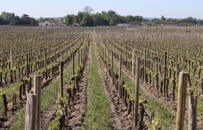 Una familia de viticultores obligada a vender sus tierras a LVMH