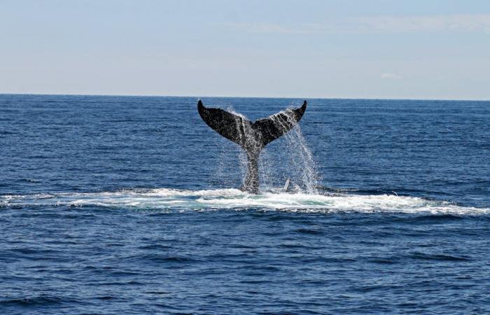 Una ballena jorobada varada se transformará en energía en Orne – Angers Info