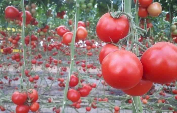 Ampliación de los invernaderos de tomates en Isigny-le-Buat: ¡no! La prefectura de La Mancha ha decidido