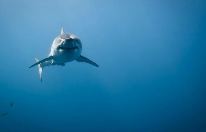 Continúa la investigación sobre los grandes tiburones blancos en el Golfo – Portail des Îles de la Madeleine